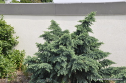 Cedrus deodara Divinely Blue — photo 4